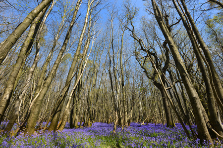 Bluebells carpet the floor of a wood, UKの写真素材
