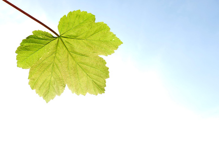 Single sycamore leaf with light shining throughの写真素材