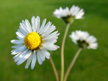 Three common daisies with grass backgroundの写真素材