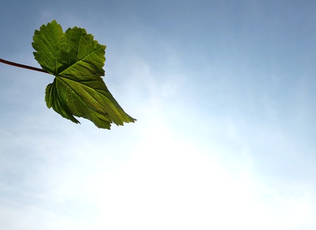 Single sycamore leaf with light shining throughの写真素材