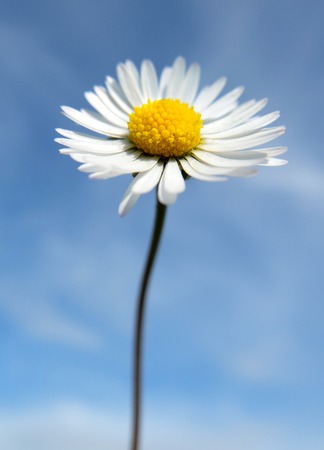 Single common daisy with blue sky backgroundの写真素材