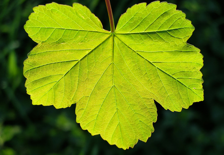 Single sycamore leaf with light shining throughの写真素材