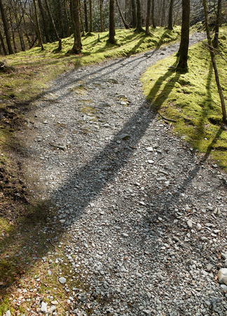 Shadows of trees across footpath in a woodの写真素材