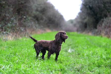 liver working cocker spaniel in the rainの写真素材