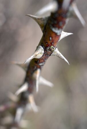 Thorns on the stem of an English wild rose in winterの写真素材