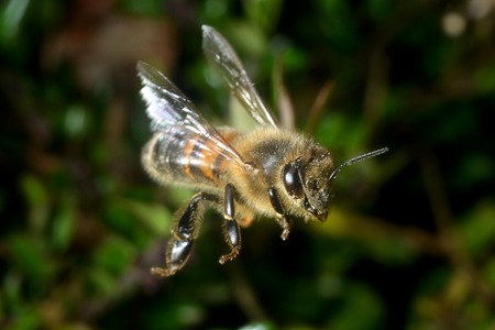 wild bee in flightの写真素材