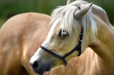 Young pale filly in a paddock portraitの写真素材