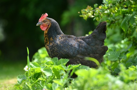 Dusty black and gold hen in strawberry patchの写真素材