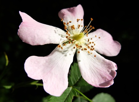white and pink english wild rose flower fully openの写真素材