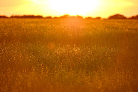 Field of oats bathed in golden summer lightの写真素材