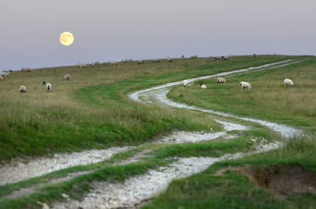 Full moon over sheep near a downland pathの写真素材