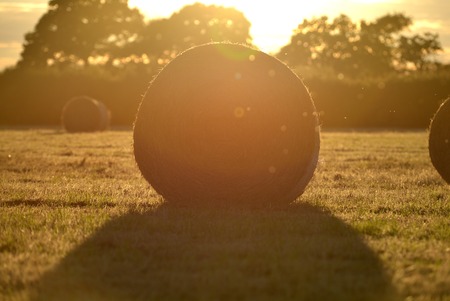 Fresh hay bails in summer golden lightの写真素材