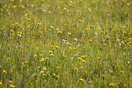 Downland with typical chalk grassland flowers and grassesの写真素材