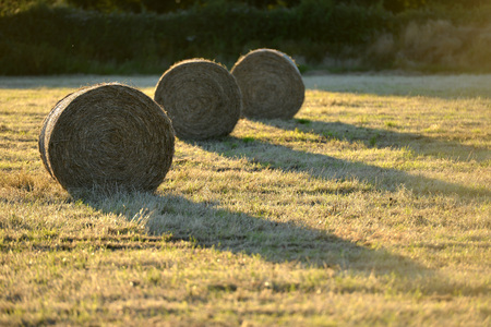 Fresh hay bails in summer golden lightの写真素材