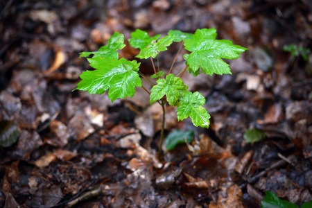 Wet sycamore tree sapling on forest floorの写真素材