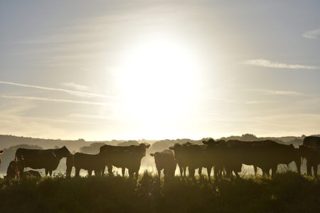 Cattle in the mist at sunrise ukの写真素材