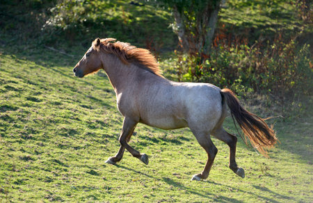 Grey horse trotting up hill at sunsetの写真素材