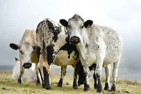 Cows in the South Downs National Park on a misty morningの写真素材