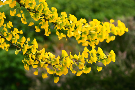 Bright leaves of the maidenhair tree, ginko biloba, in autumnの写真素材