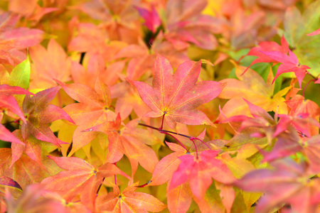 Pink leaves of trees, acer, in autumnの写真素材