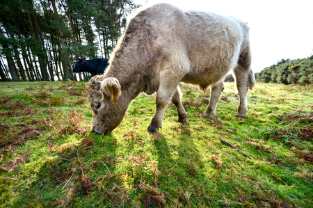 Cattle eating bracken in the Ashdown forest, Sussex, setting for the Winnie the Pooh stories.の写真素材