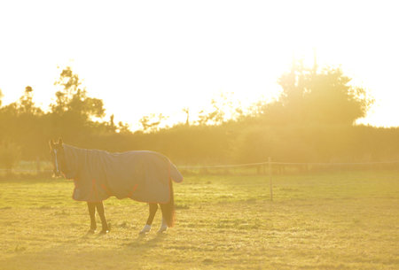 Early morning light on a horse with a blanket on.の写真素材