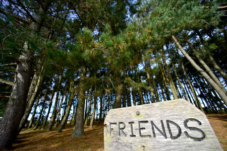 Wooden friends sign in front of pine treesの写真素材