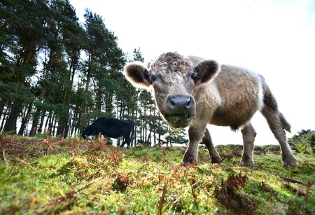 Cattle eating bracken in the Ashdown forest, Sussex, setting for the Winnie the Pooh stories.の写真素材