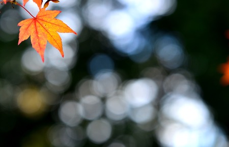 Pink leaves of trees, acer, in autumnの写真素材