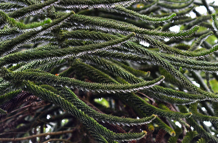 Branches of a monkey puzzle, araucaria araucana, treeの写真素材