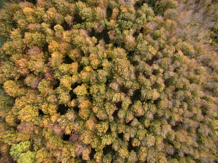 Aerial view of autumn colours / colors in a planted forestの写真素材