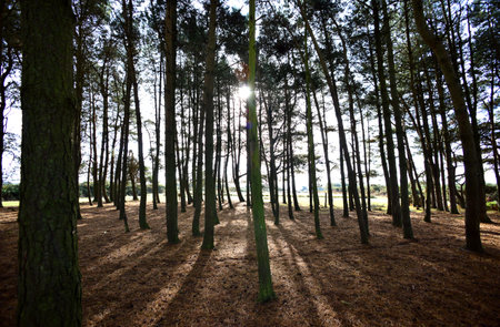 Shadows of tall trees cast in a small woodの写真素材