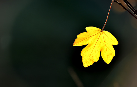 Yellow field maple leaf in autumn, with dark backgroundの写真素材