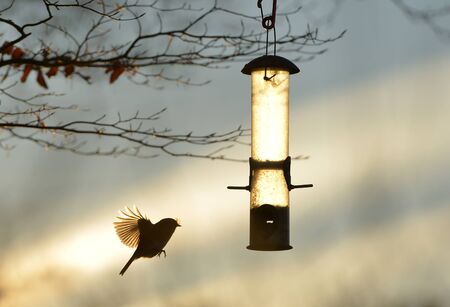 Garden bird in flight looking for foodの写真素材