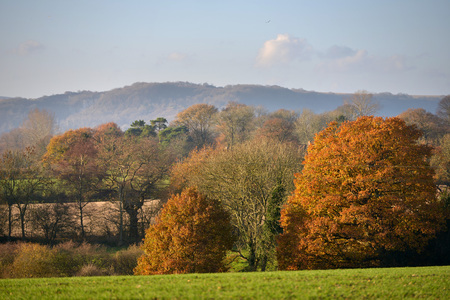Autumn trees showing off their varied coloursの写真素材