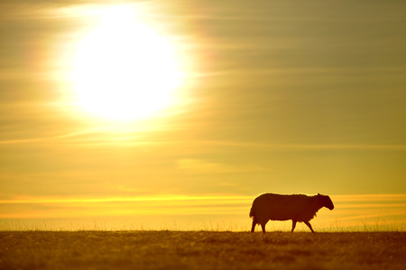 Sheep grazing on the South Downs during a sunriseの写真素材