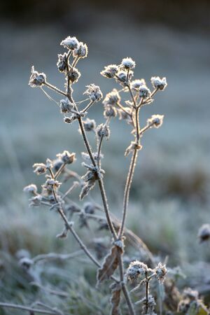 Frost covered flower in the morning lightの写真素材