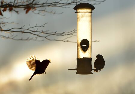 Garden birds by a bird feeder in winterの写真素材