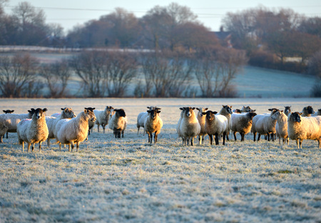 Flock of sheep in a frosty fieldの写真素材