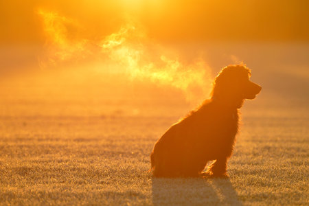Cocker spaniel sitting in a cold field at sunriseの写真素材