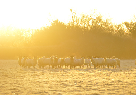 Flock of sheep in a frosty fieldの写真素材