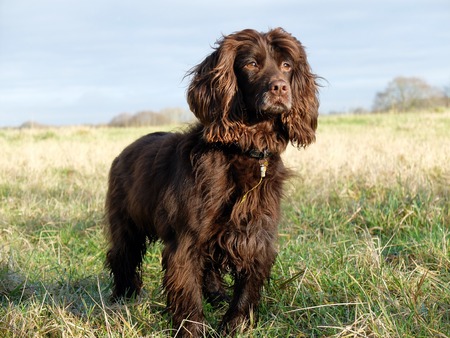 Spanielの写真素材
