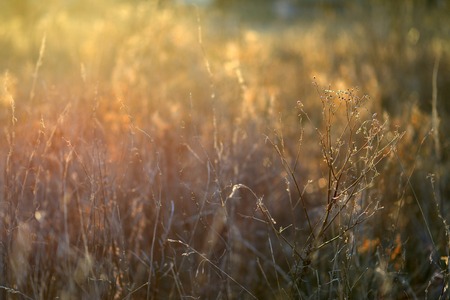Backlit evening dead grasses and weeds in a meadow in golden lightの写真素材