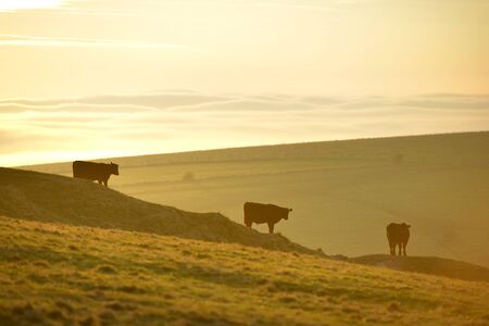Three cows on the south downs at sunsetの写真素材