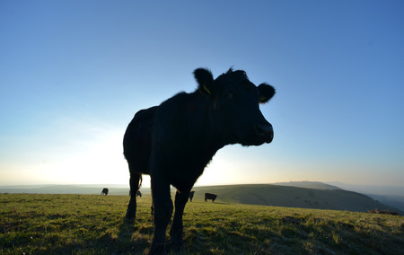 Cow on the south downs near Devil's Dyke, at sunset, Sussexの写真素材
