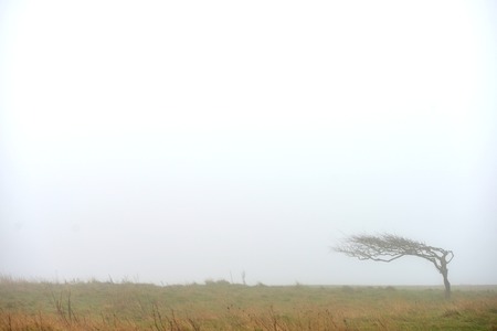 Windblown weathered tree on the South Downs on a foggy dayの写真素材