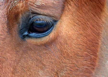 Brown, chestnut horses eye close up with no reflectionの写真素材