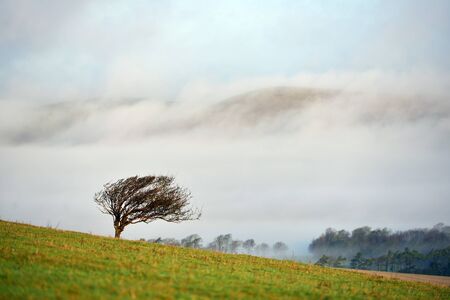 Windswept lone tree on the south downsの写真素材