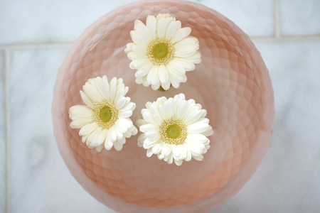 White and yellow giant daisies floating in a pink glass bowlの写真素材