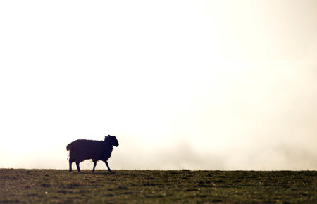 Silhouette of a sheep walking on the south downs, UKの写真素材
